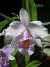 Cattleya schroederae х Laelia alaori 